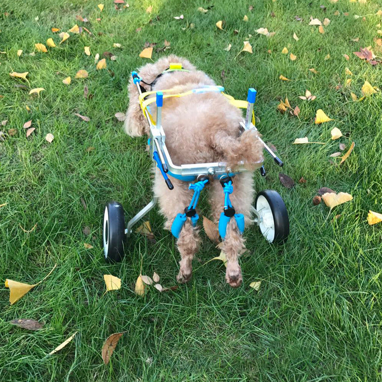 Silla de Ruedas para Perros – Scooter para Mascotas con Movilidad Reducida