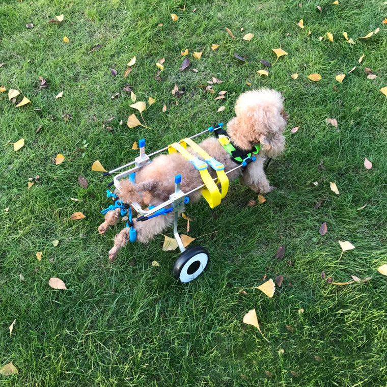 Silla de Ruedas para Perros – Scooter para Mascotas con Movilidad Reducida
