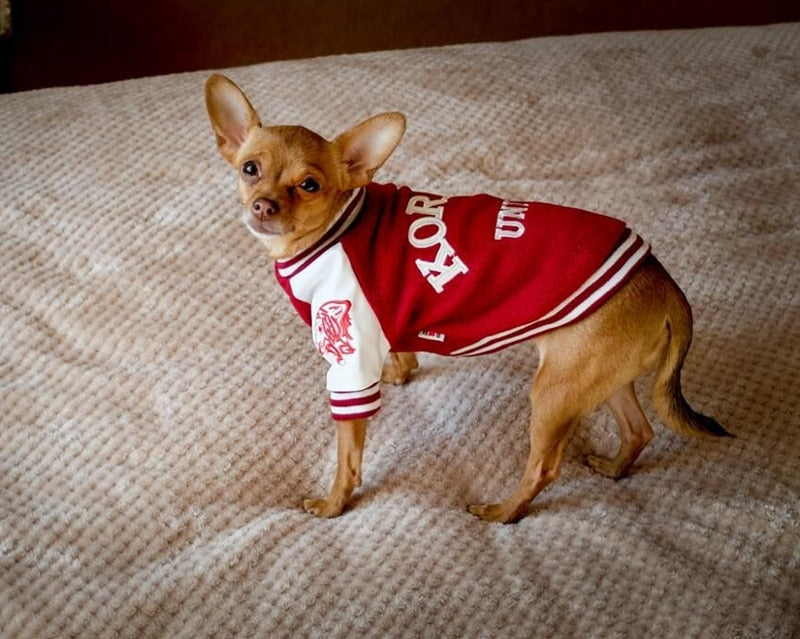 Suéter Universitario Estilo Coreano para Perros
