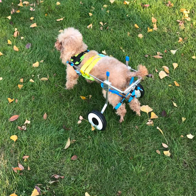 Silla de Ruedas para Perros – Scooter para Mascotas con Movilidad Reducida