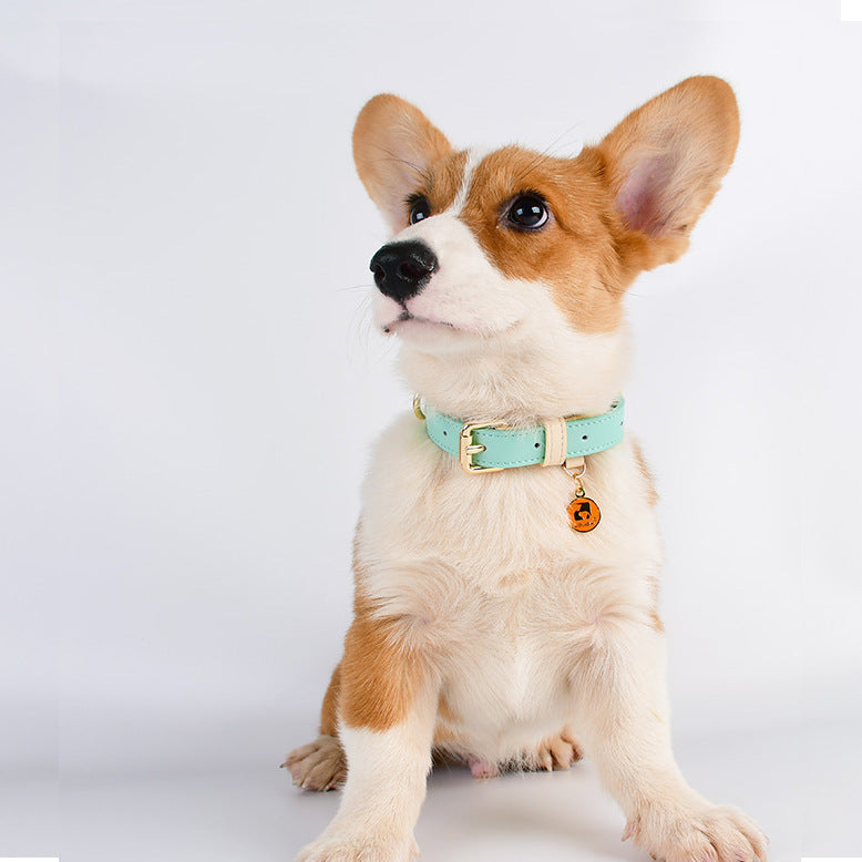 Collar y Correa de Cuero Genuino para Perros y Gatos – Accesorios Premium