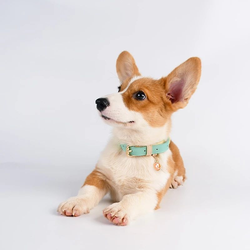 Collar y Correa de Cuero Genuino para Perros y Gatos – Accesorios Premium